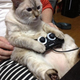 Illustration for article titled Cats Are Very Serious about Video Games